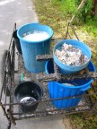 rubber collected in pails